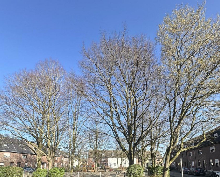 Kleiner Park vor dem Haus Reihenmittelhaus Viersen