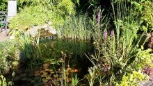 Der sch�n angelegt Teich *R E S E R V I E R T ! ! 1 FH-mit Garten, EB-K�che, Carport, Doppelgarage u.v.m. in MG-Hockstein!*