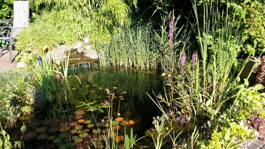 Der sch�n angelegt Teich Reihenendhaus M�nchengladbach