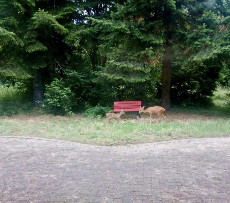 Mehr Natur geht nicht! Villa M�nchengladbach