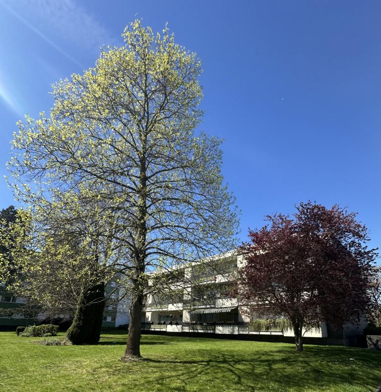 Weiter Ansicht Etagenwohnung M�nchengladbach